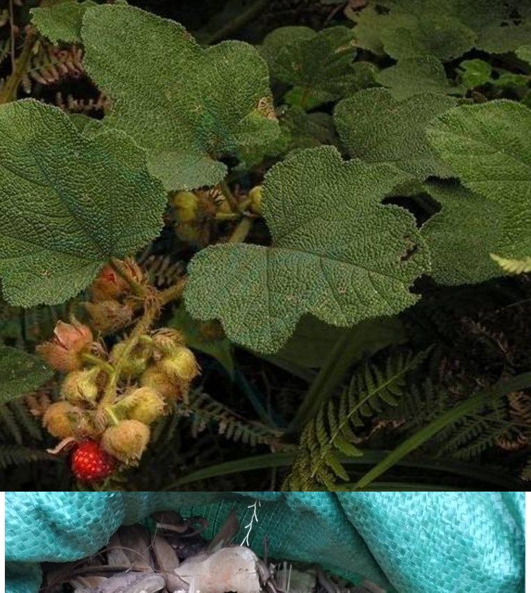 【官方旗舰】【官方旗舰】材粗叶悬钩子根 八月泡根 发货为根部切好的