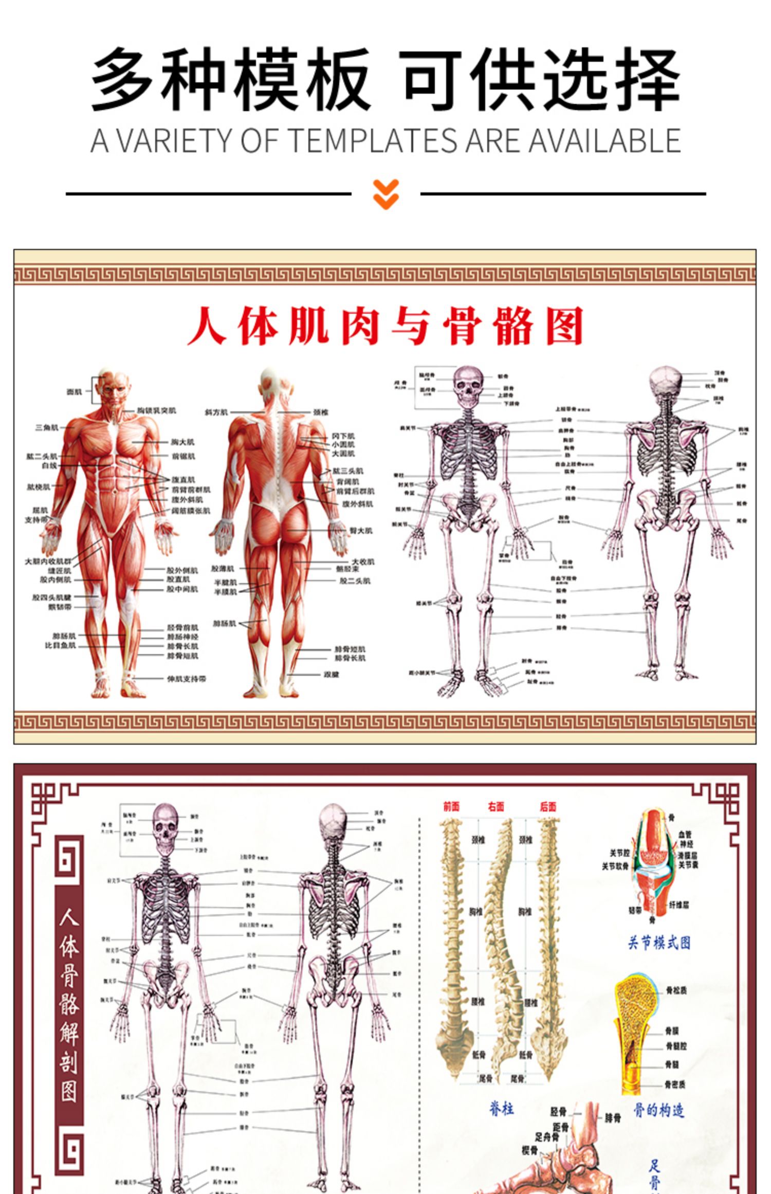 人體肌肉分佈解剖圖掛圖內臟結構圖全身器官經絡穴位圖骨骼示意圖標準