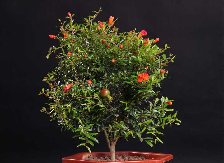 石榴盆景室内阳台观赏盆栽石榴花盆栽盆景果树苗室内四季开花带果植物