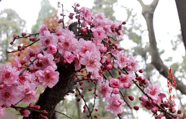 地栽红梅绿梅梅花老桩盆景庭院植物梅花盆栽梅花树耐寒植物冬天开花