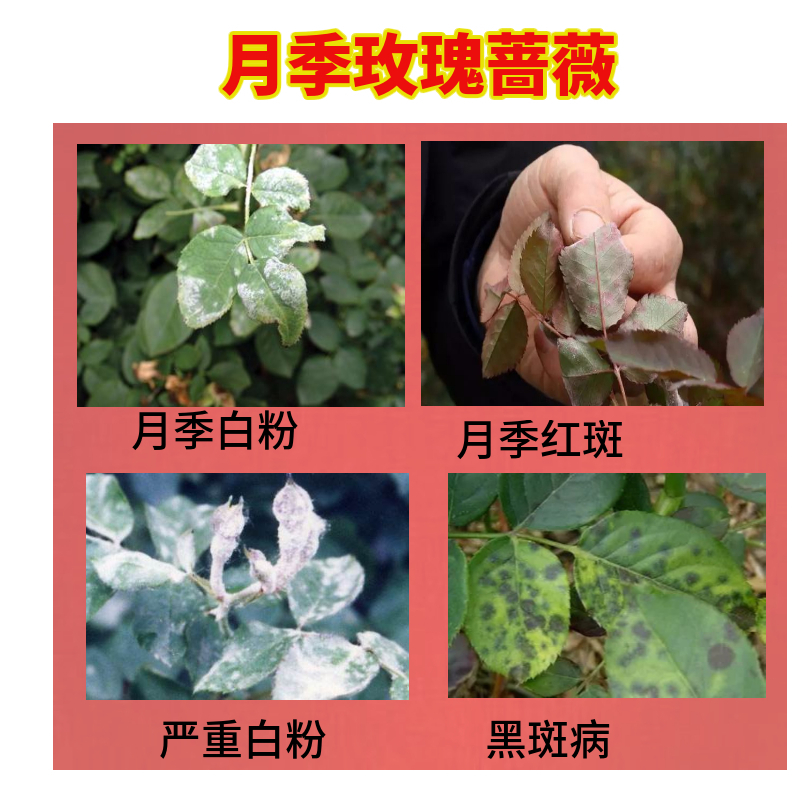 杀菌药花卉植物月季多肉病虫害多菌灵锈病黑斑病炭疽病烟煤病农药90g