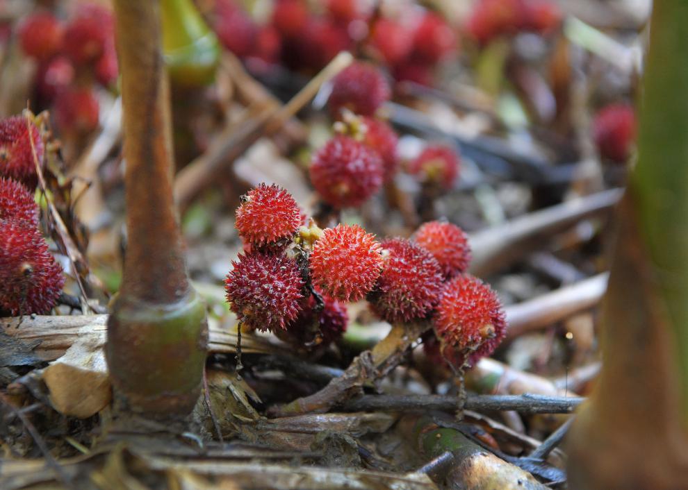 上元春蜜酿春砂仁330g广东阳春特产鲜果泡蜂蜜养护滋补蜜饯