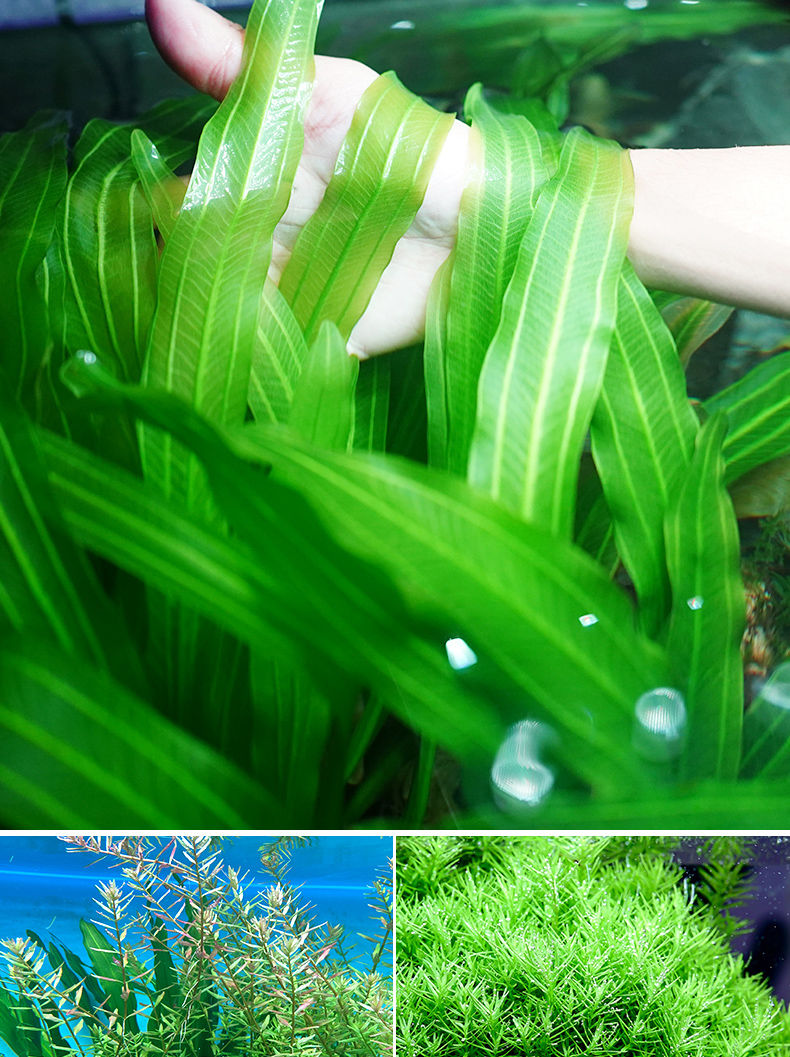 水草植物鱼缸水草造景活净水真草水榕草缸绿植阴性蜈蚣草鱼草新手