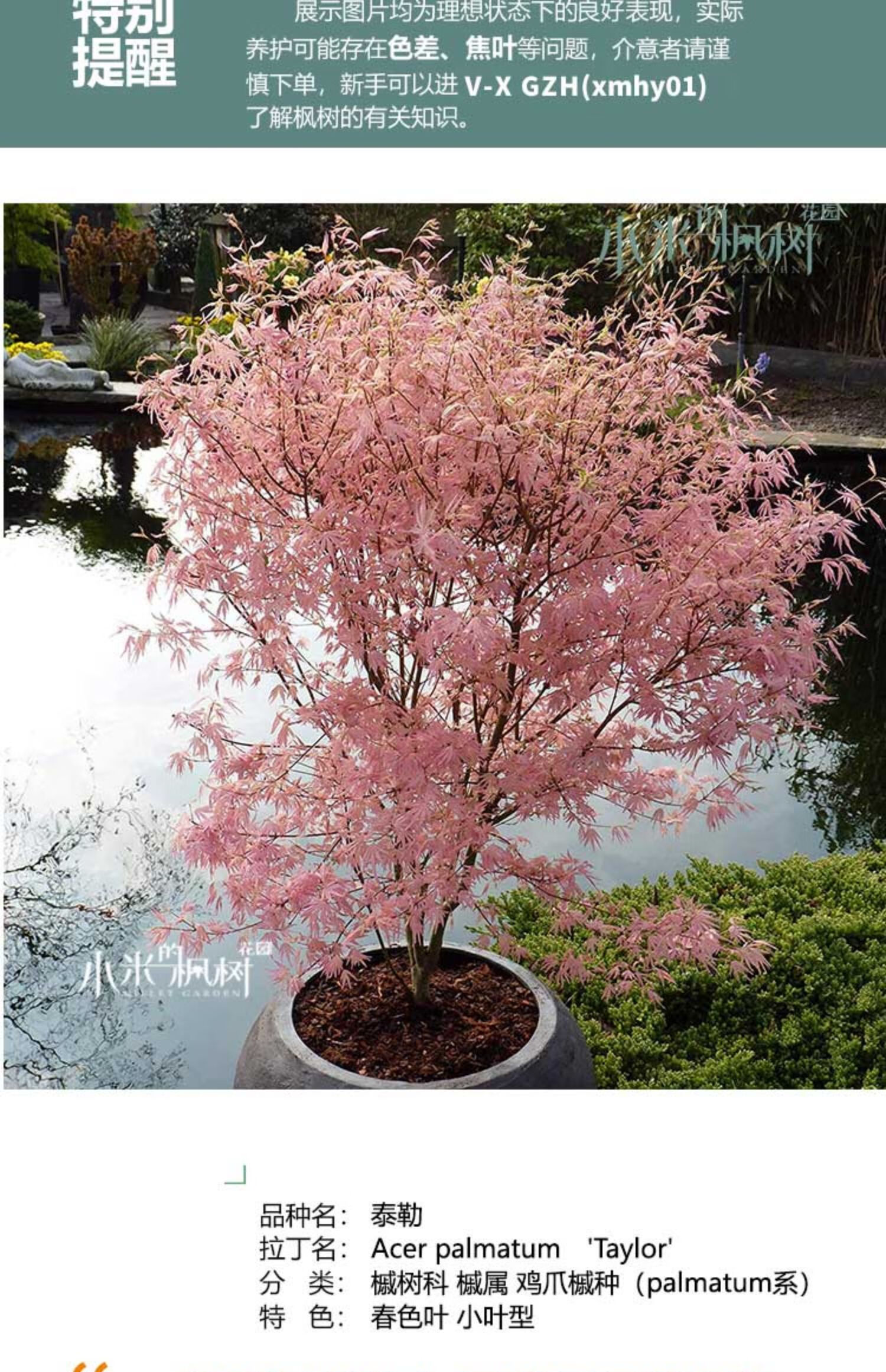 麦桑荷泰勒日本枫树新枫叶粉红色枫叶庭院绿植植物花园室内红枫树苗