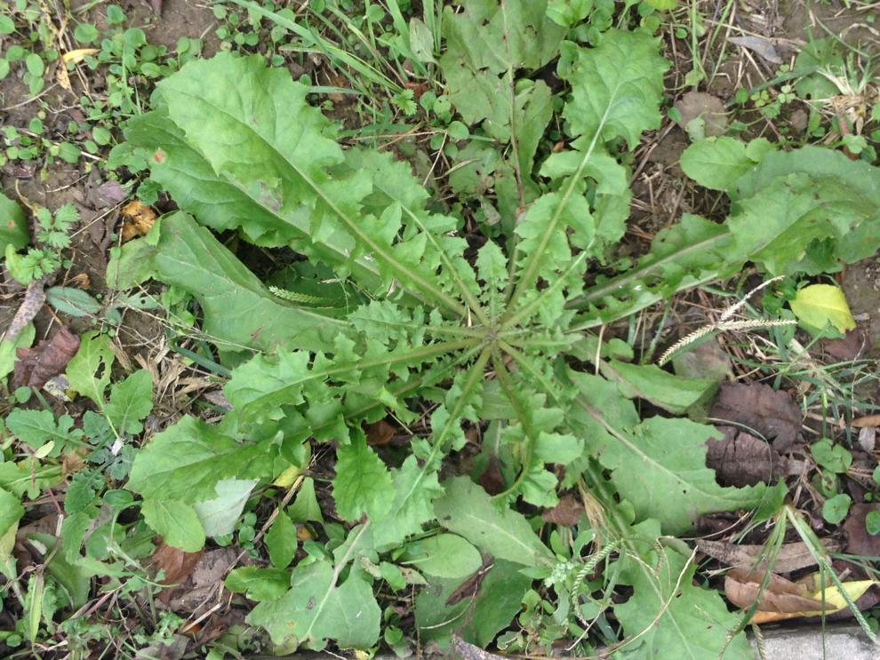 野生食用蒲公英种子种籽孑婆婆丁根茶易活播种阳台盆栽蔬菜阿芹蒲公英
