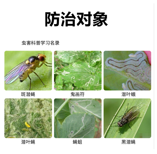 31阿维灭蝇胺美洲斑潜蝇果蝇瓜蝇鬼画图杀虫剂灭蝇安杀虫剂200g