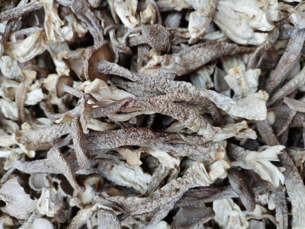 鹿茸菇鹿茸菌干货500g云南菌特产新鲜野生菌鹿茸菇干鹿茸菌菇蘑菇