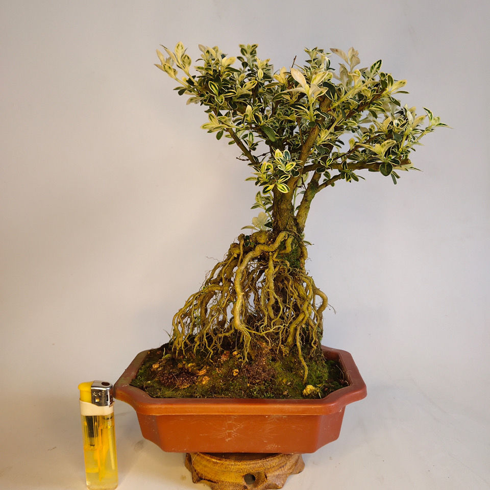 提根金边六月雪盆景老桩红花白花悬崖四季长青绿植花新疆西藏专链四年