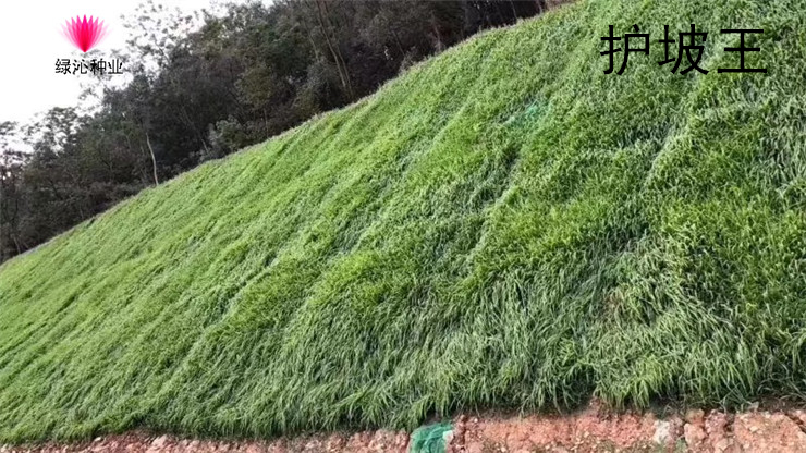 護坡固土草種籽耐旱四季青植物高羊茅魚塘河堤高速邊坡綠化草種子進口