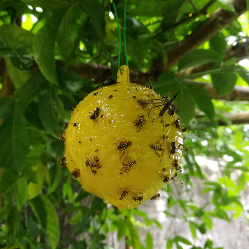 大实蝇球果树粘虫球诱蝇球柑橘大实蝇球小食蝇诱球沾虫球瓜果实蝇球努