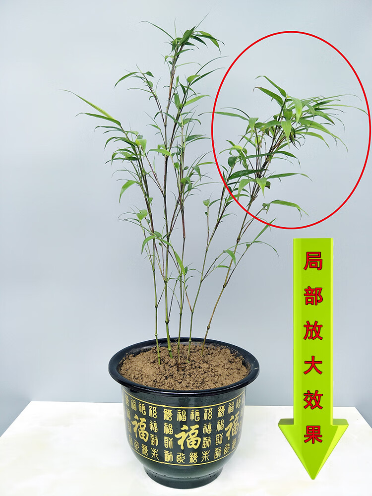 采缇筇竹苗罗汉竹苗盆栽办公室阳台庭院绿化竹艺术盆景竹观赏竹成年