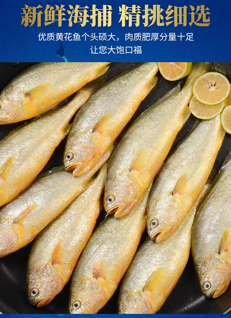 小黄鱼新鲜冷冻黄鱼鲜活黄花鱼速冻小黄花鱼东海中号整箱海鱼海鲜华海