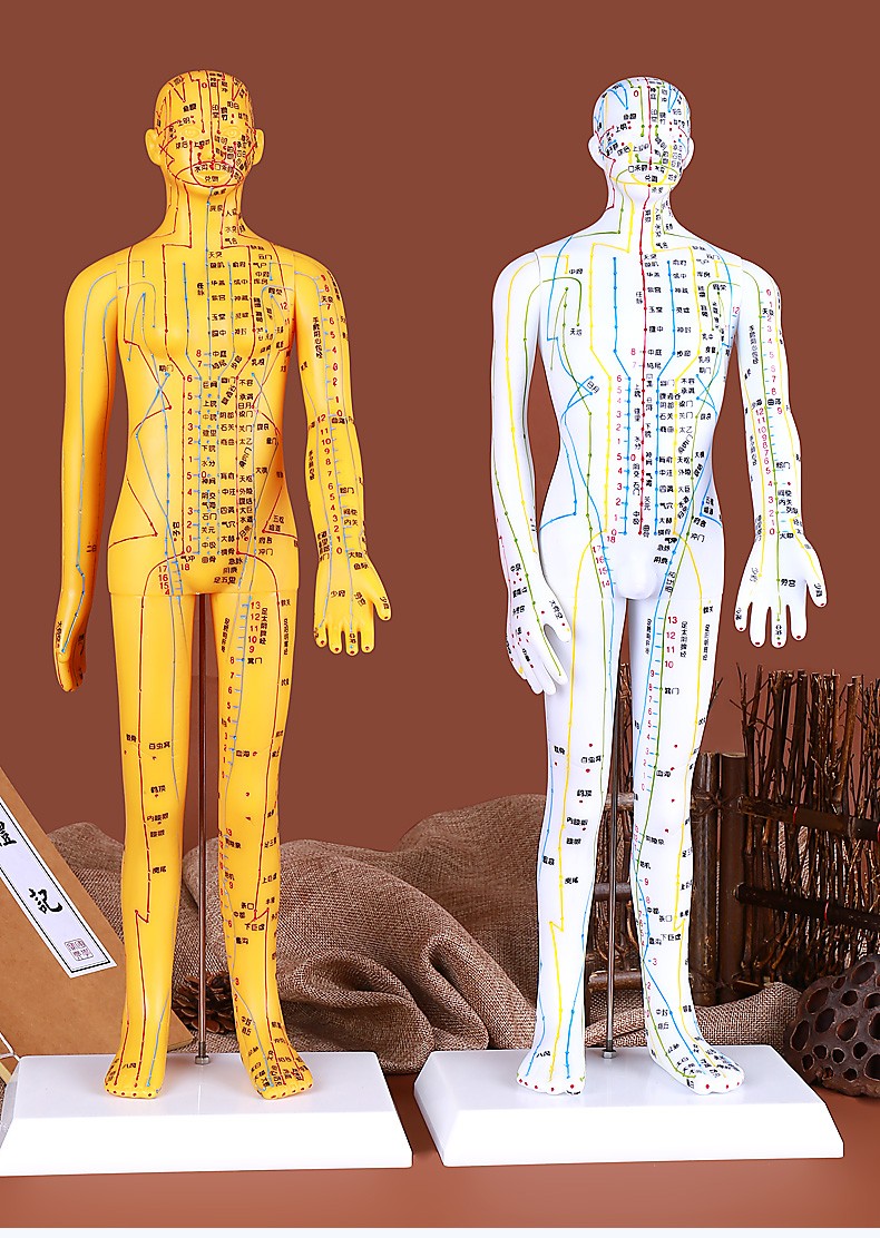 潤石白銅色人體針灸模型經絡穴位模型中醫經絡圖全身扎練習針灸針小皮