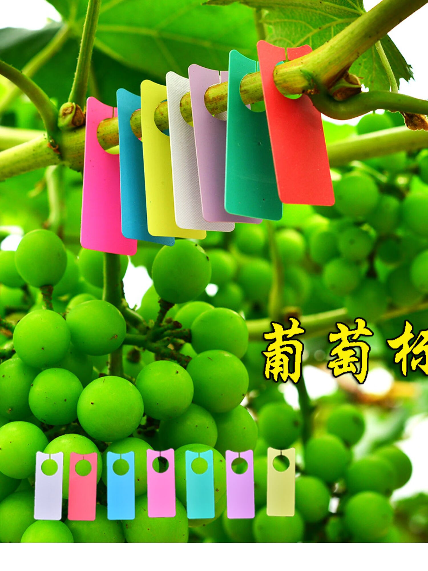 葡萄西瓜授粉记号卡标记牌苗木环扣花卉标签标识标签牌挂吊牌葡萄标签