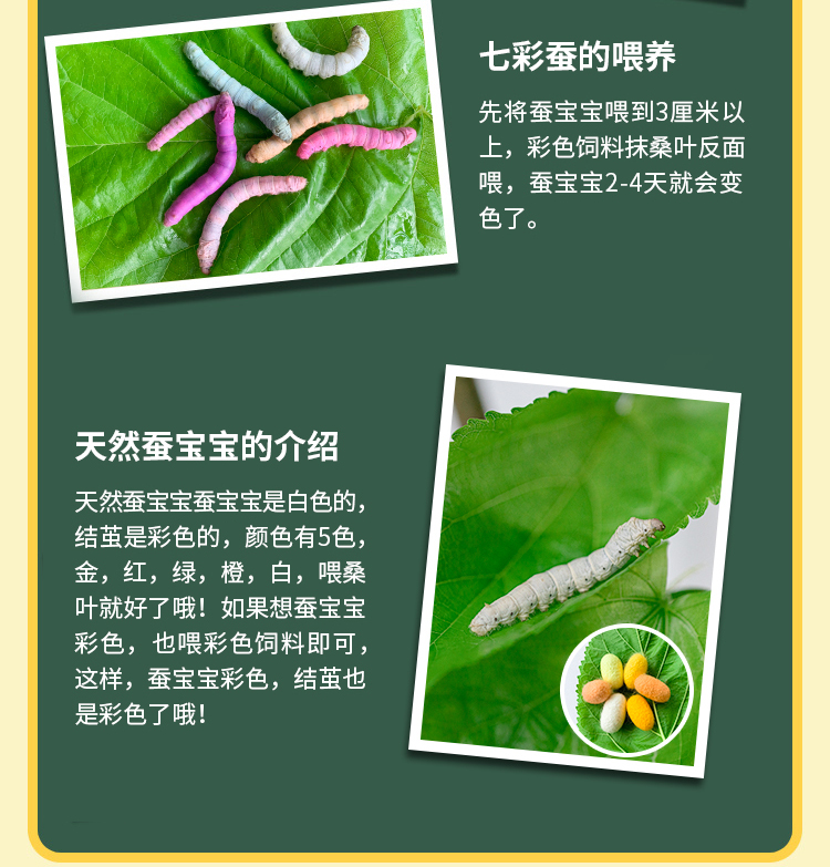 富立仕蚕宝宝活体套装新鲜桑叶七彩金丝彩色蚕卵蚕种嫩桑叶学生养蚕