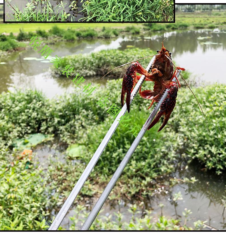 捕泥鳅黄鳝夹鳝鱼夹子不锈钢钳子防滑赶海神器抓螃蟹龙虾专用工具定制