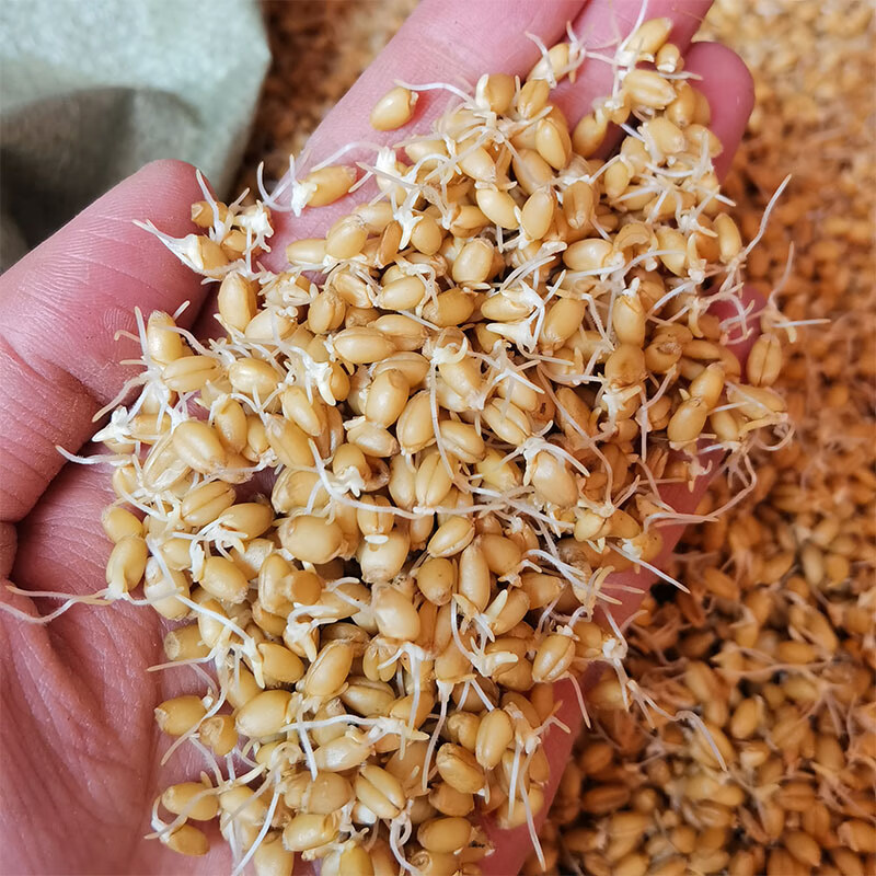 硒麦芽1500克天然生麦芽硒芽五梅茶麦芽硒淮小麦【图片 价格 品牌