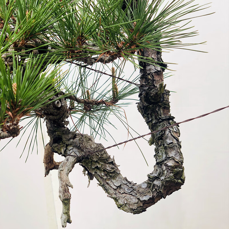 三河黑松盆景临水悬崖造型树地景树罗汉松真柏室内桌面阳台花 绿色 带