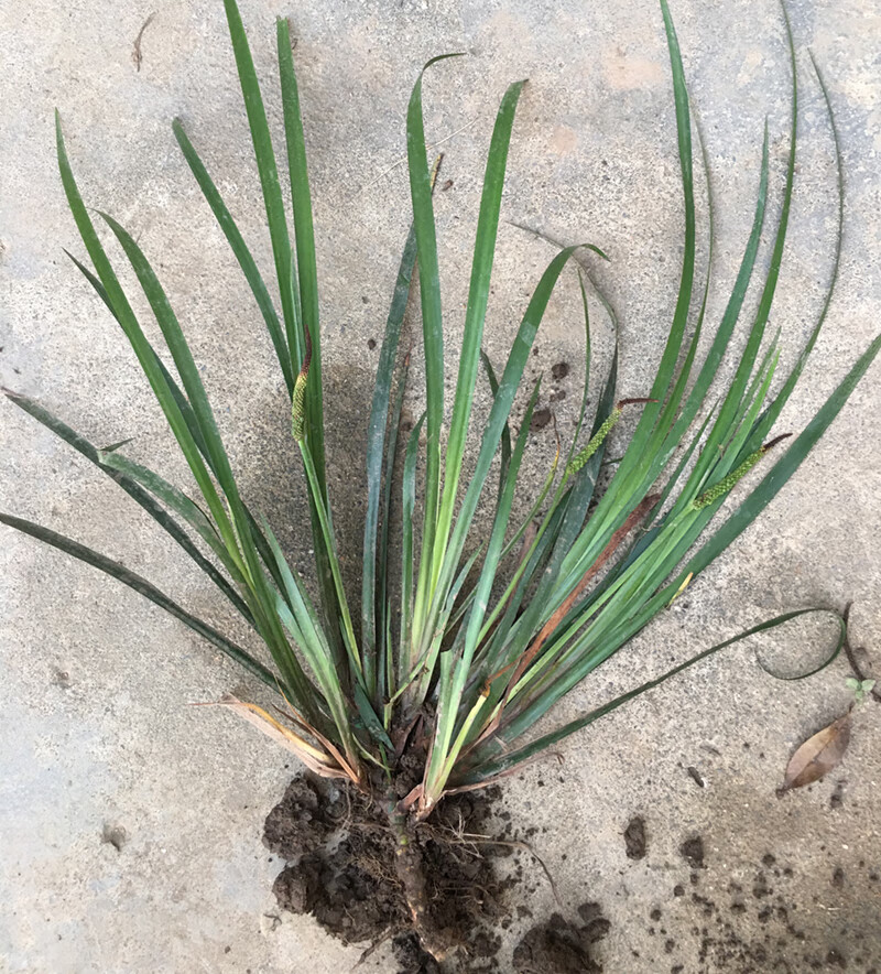 杭情 五香草新鲜现挖五香叶苗可食用调味香料阳台盆栽种苗去腥植物