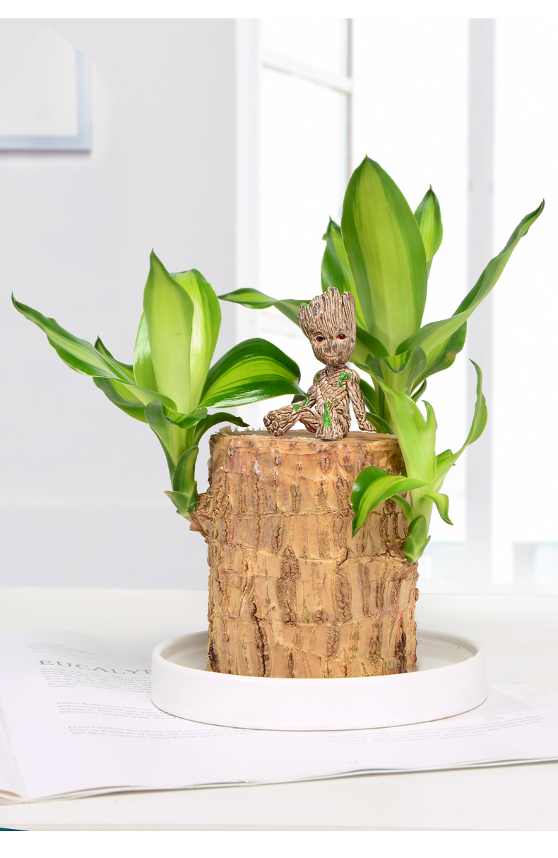 巴西木幸运木水养水培植物绿植办公室内格鲁特树桩四季小盆栽巴西木78