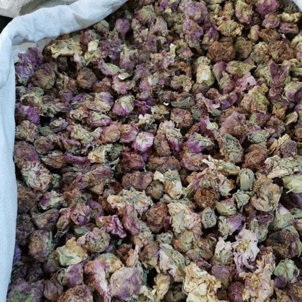 芙蓉树药用图片