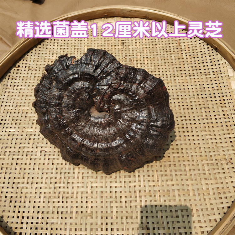 广西十万大山黑灵芝紫灵芝礼盒装250泡酒煲汤