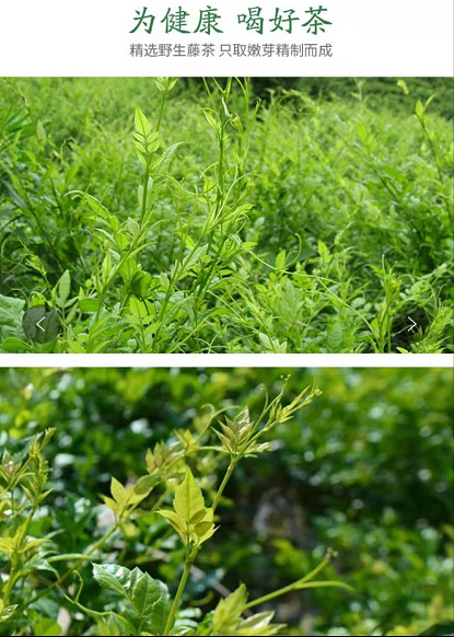 恩施藤茶2022新茶湖北恩施富硒藤茶龙须藤袋装养身代用茶有机藤茶250g