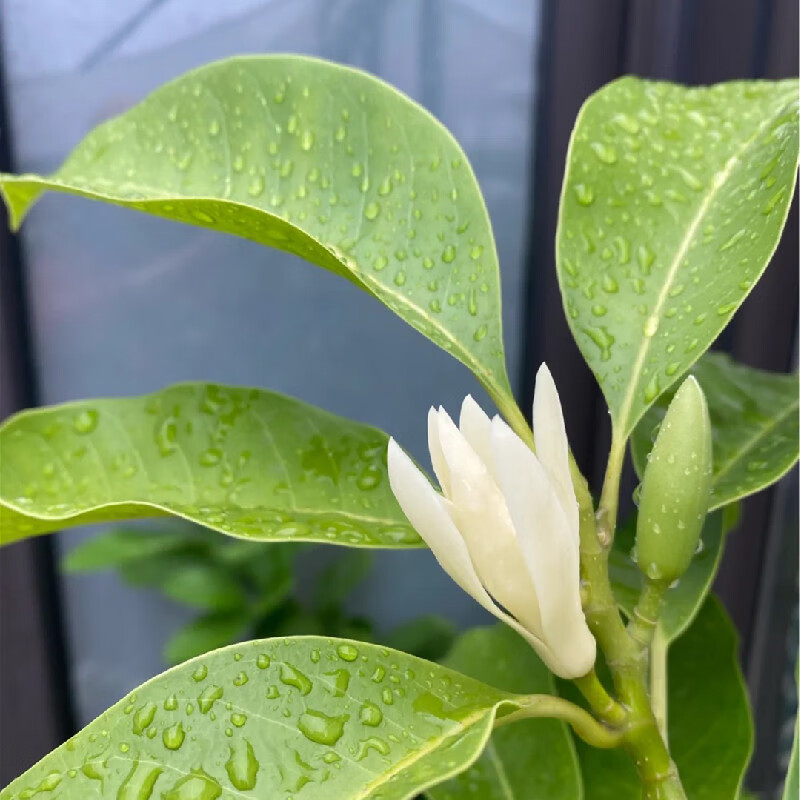 白兰花盆栽花卉四季黄角兰白玉兰花树苗浓香型老桩带花苞开花植物白兰