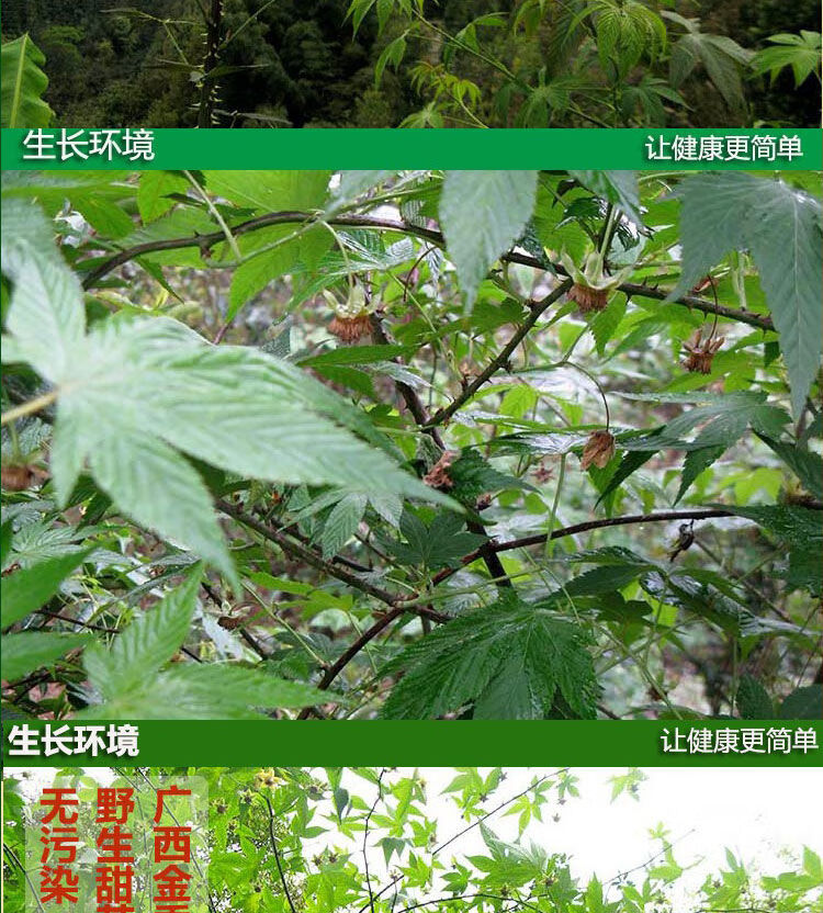 野生甜茶250g【图片 价格 品牌 报价】