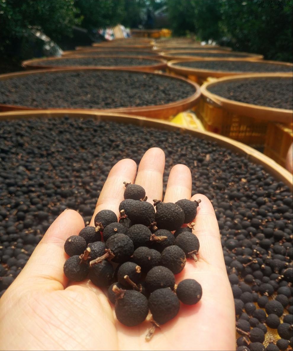 8折 广东特产新会陈皮小柑胎树剪带蒂生晒柑胎仔柑胎果500g 2年带蒂超