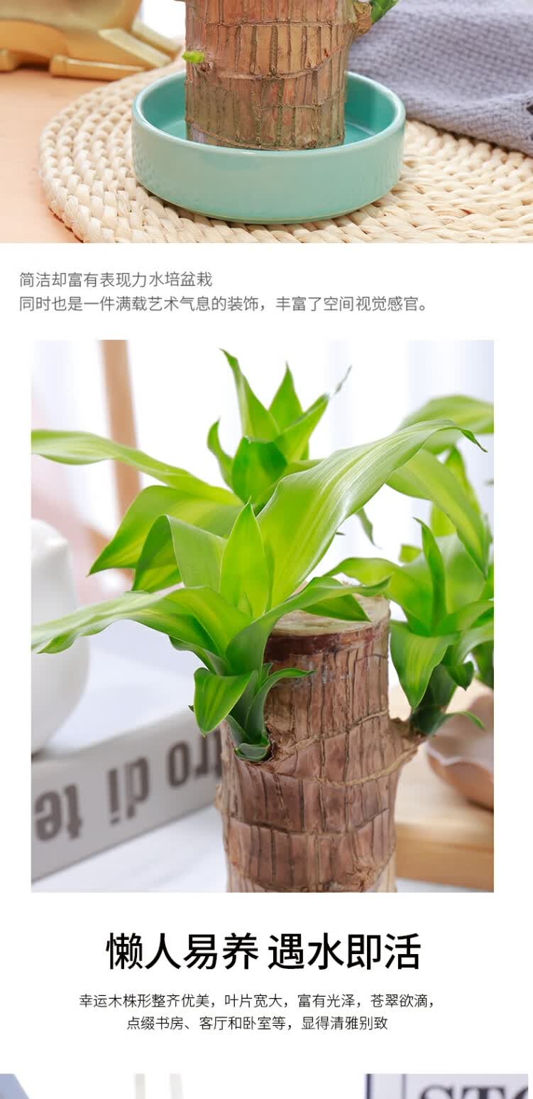 巴坦木植物巴旦木绿植巴西木树苗花卉室内迷你小盆栽水养 巴西木直径6