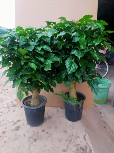 幸福树盆栽大型室内客厅大绿植平安树幸福幸福树 幸福树老桩小精品一