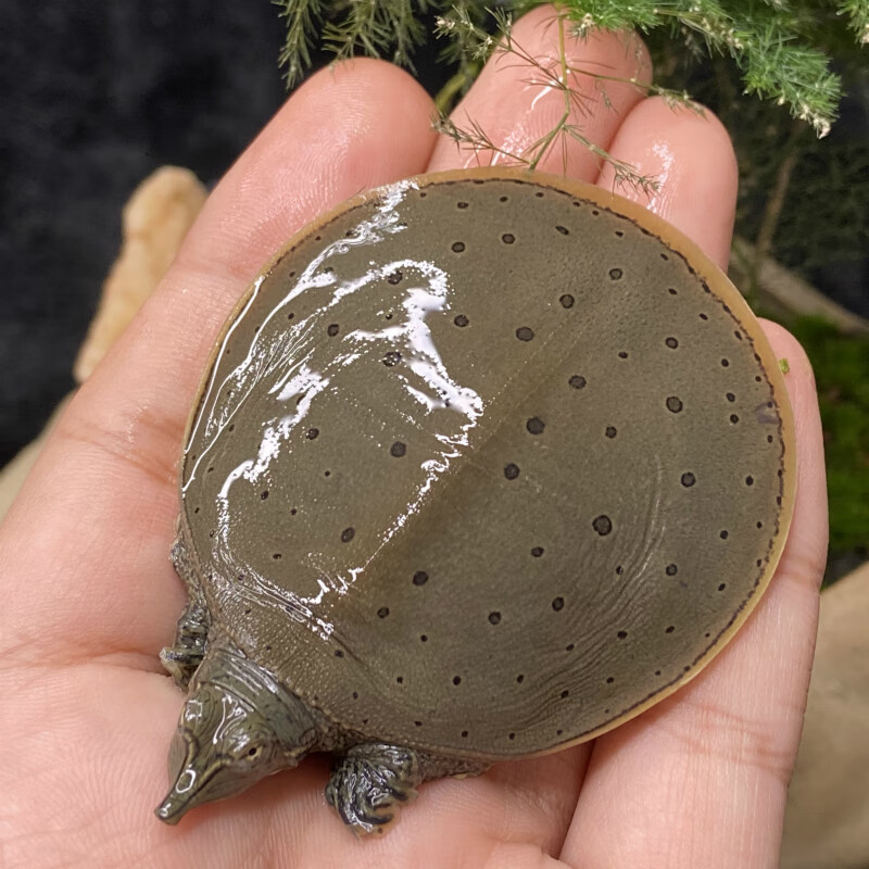 荣郁观赏甲鱼宠物角鳖珍珠鳖活体乌龟活体鱼缸清道夫黄金鳖宠物深水龟