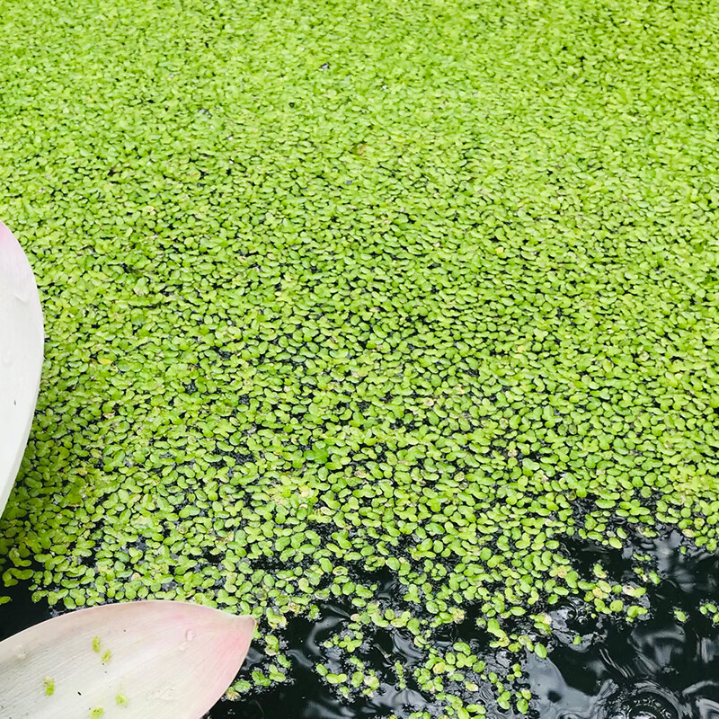 水葫芦小浮萍水生植物鱼缸金鱼乌龟水草造景水芙蓉芝麻萍d7精品大株水