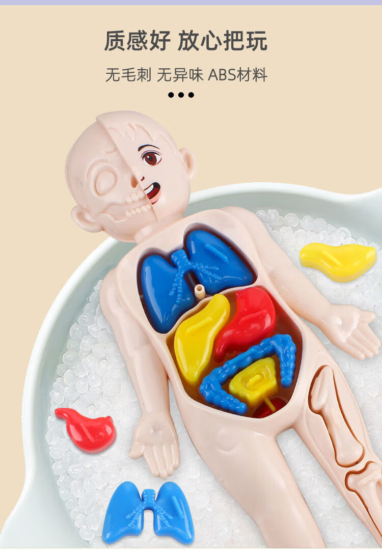 人体器官模型 儿童科教diy拼装玩具steam启蒙实验医学教具 人体器官