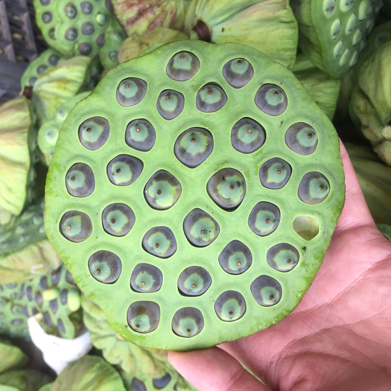 新鲜成熟莲子去壳鲜莲肉 带膜江西广昌特产炖汤粉糯