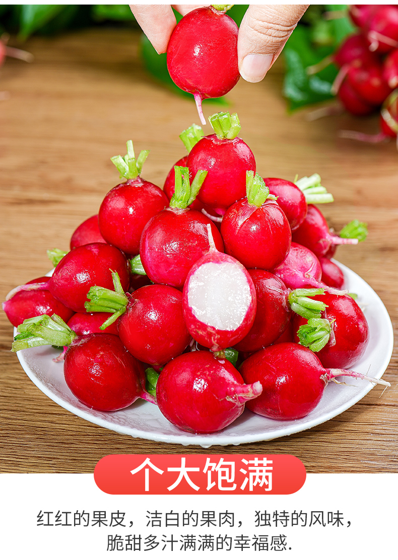 新鲜樱桃萝卜红丁当季水果小红萝卜红丁甜脆青潍坊胡萝卜蔬菜1斤