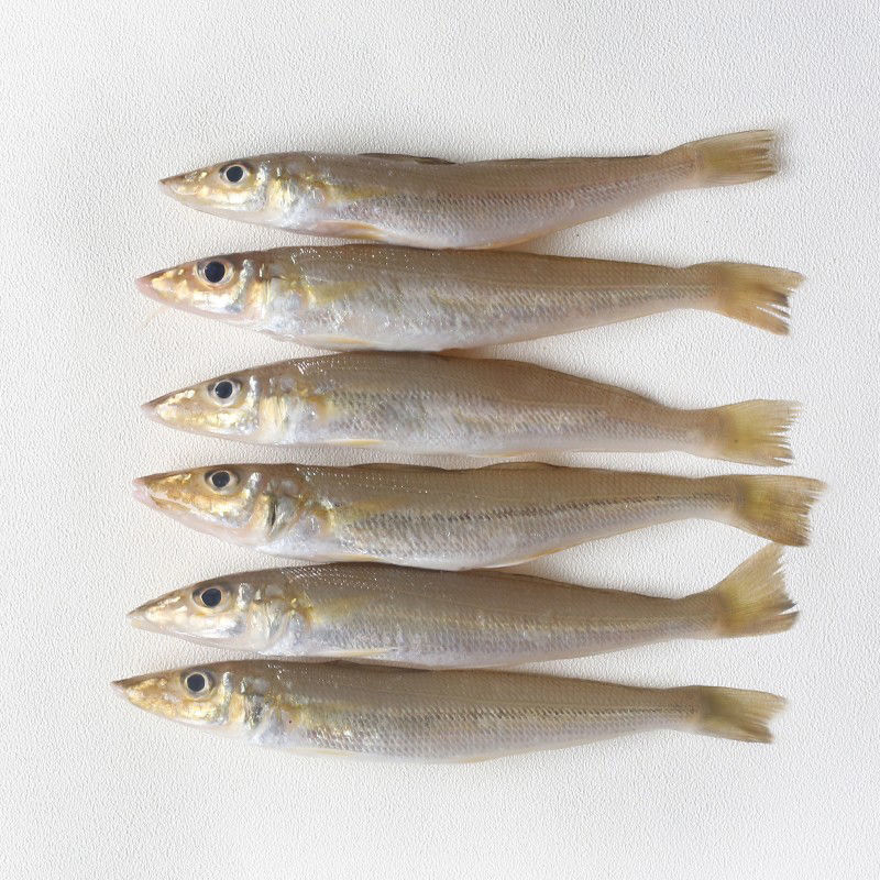 国产沙丁鱼批发海鲜金色小沙丁冷冻沙尖鱼沙钻鱼沙梭鱼无冰衣中大三斤