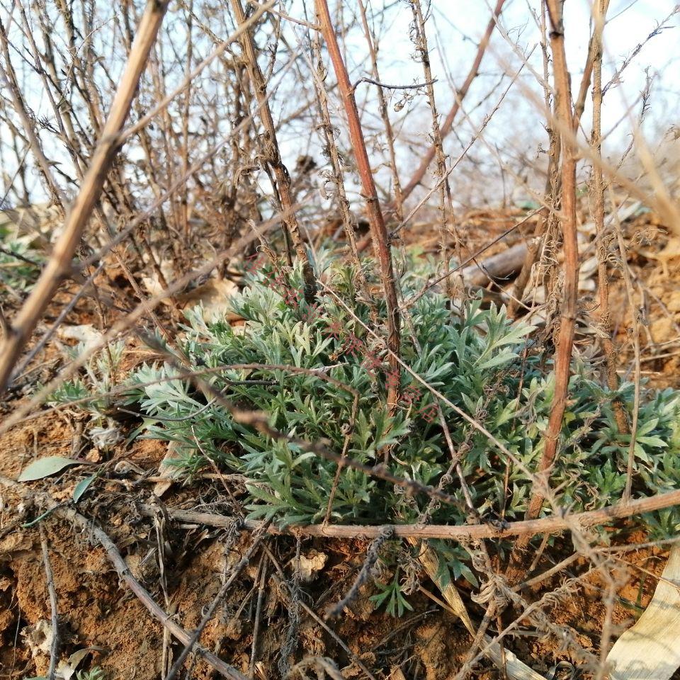 2021鮮茵陳新鮮茵陳1斤野菜茵陳茶茵陳草茵陳蒿現挖現發3月26日發完五