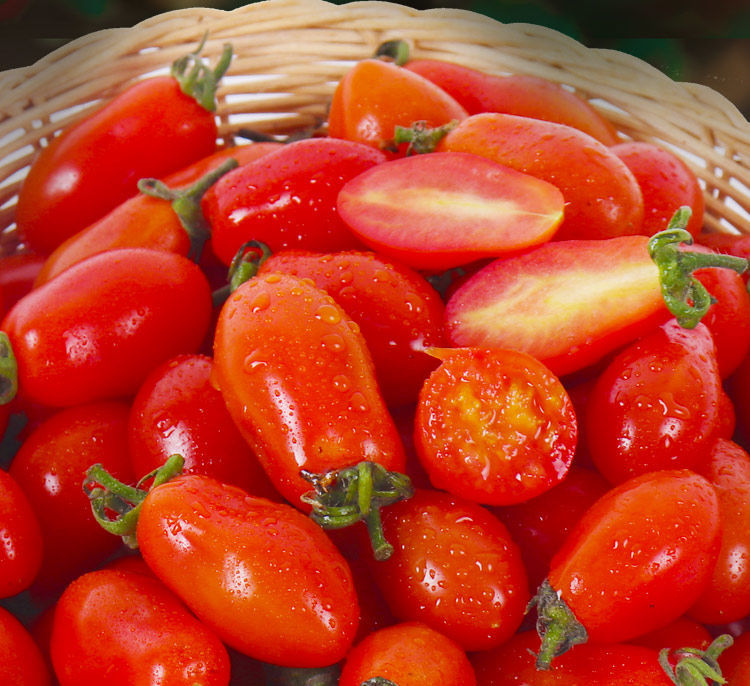 东北丹东409小柿子碱地花生柿子小番茄1斤装