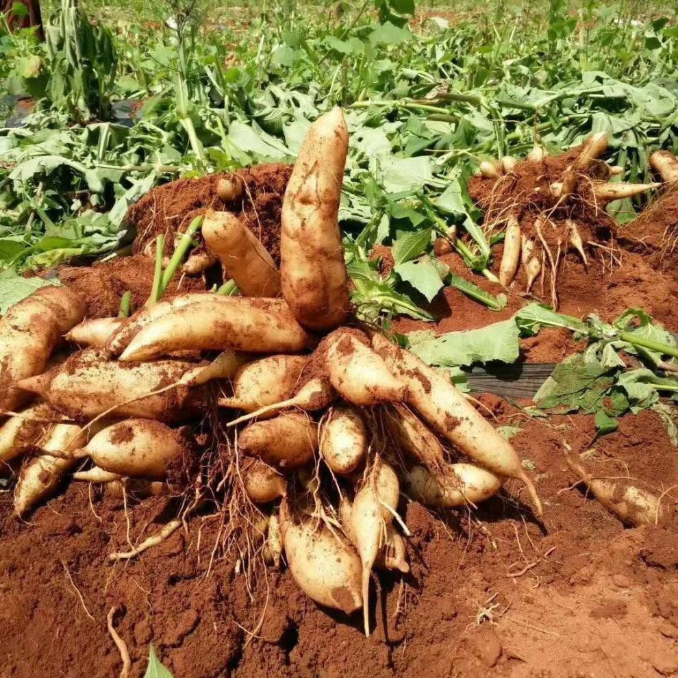 现货速发云南精品天山雪莲果 新鲜当季10斤红黄心特级现挖雪连水果