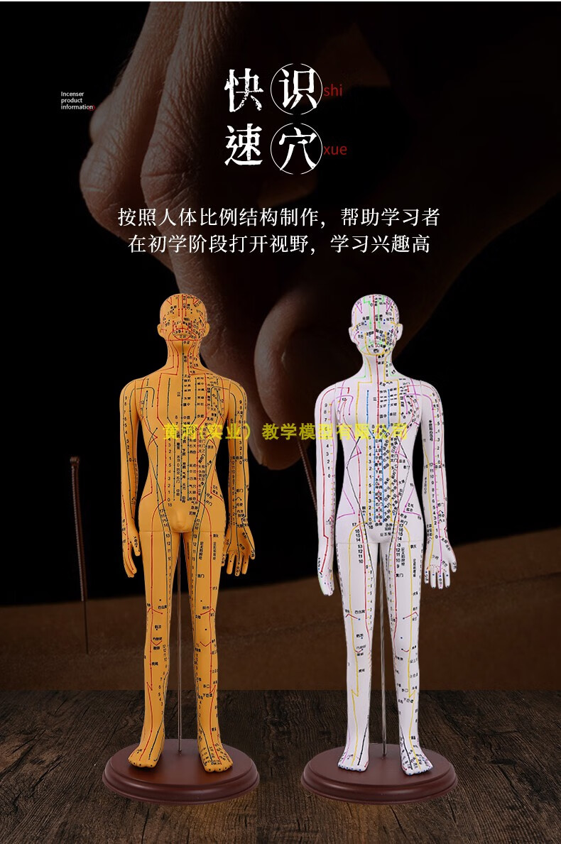 中医针灸穴位图人体模型50cm男女模型清晰经络小人体针灸穴位模型