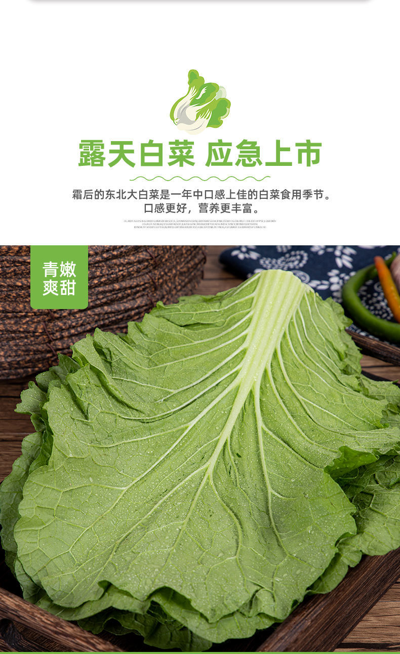 新鲜蔬菜饭包叶大白菜叶子饭包泡沫箱冰袋发货白菜叶5片白菜叶5片