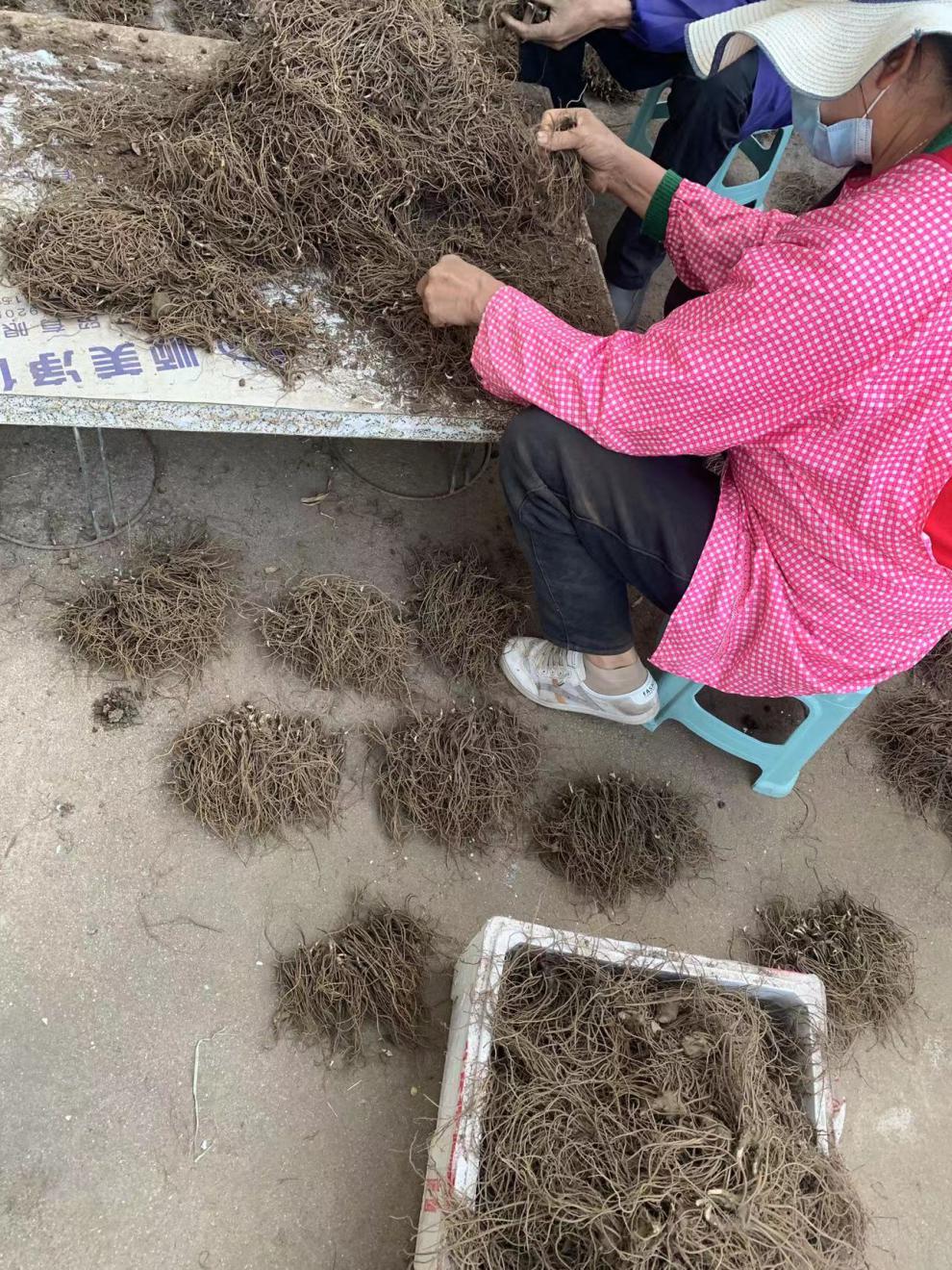 姜芮陕西苍术种苗北苍术种苗朱砂点苍术中种苗标准2年1000颗100个六两