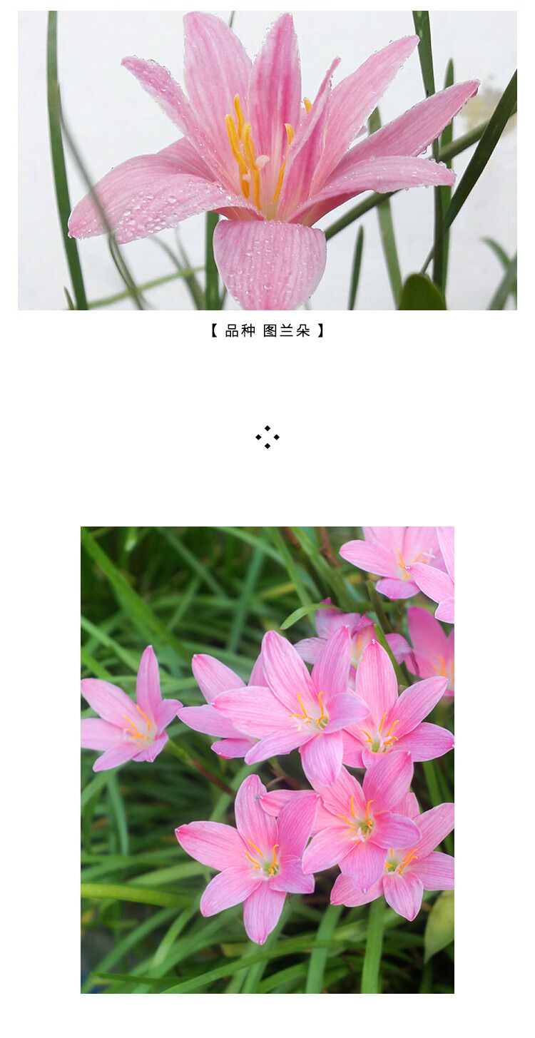 风雨兰重瓣四季室内风雨兰韭菜花种球四季可种 兰森2球装 其他【图片