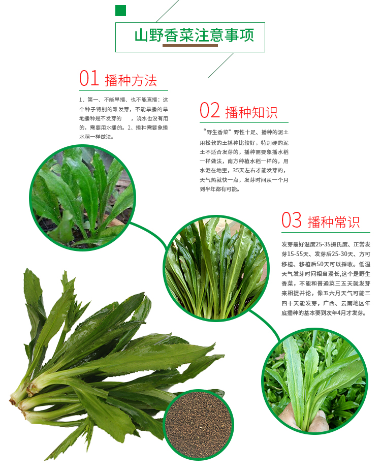 野菜籽绿色田园蔬菜种子缅甸大芫荽刺芹籽云南刺芫荽种孑 山野香菜