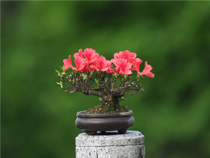 映山红杜鹃映山红树桩盆景映山红盆景杜鹃花盆景11含盆