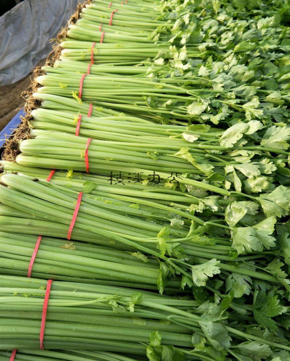 捆同乐菜的怎么捆,同乐菜怎么做好吃窍门