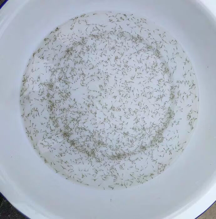 kjhgf水花鱼水花苗水花鱼苗鲫鱼水花草鱼水花花鲢水花白鲢鳊鱼青鱼