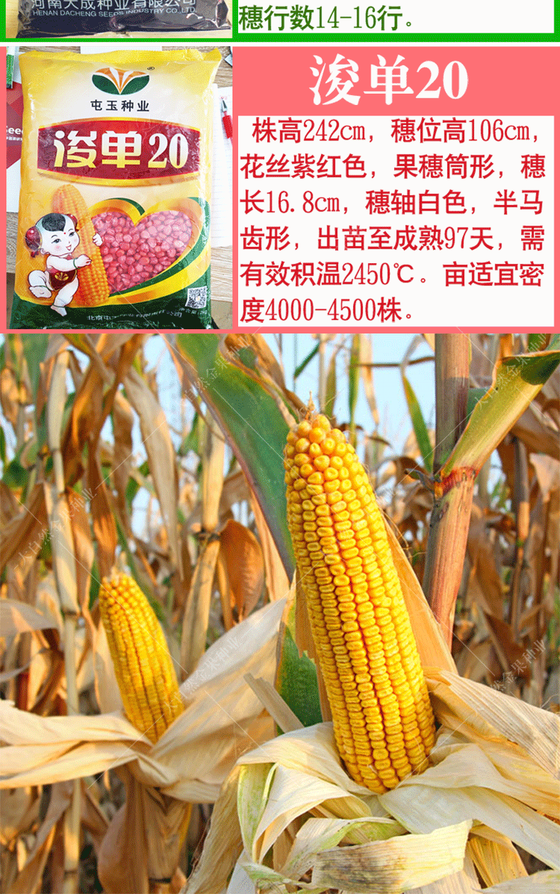 郑单958玉米品种介绍图片